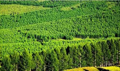 中國已成森林資源增長最多和林業(yè)產業(yè)發(fā)展最快國家