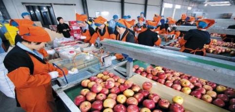 依托蘋果和香菇兩大特色優勢產業，萬榮縣積極申創國家農業現代化示范區